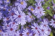 Aster: Price, Meaning, and the Flowers Themselves