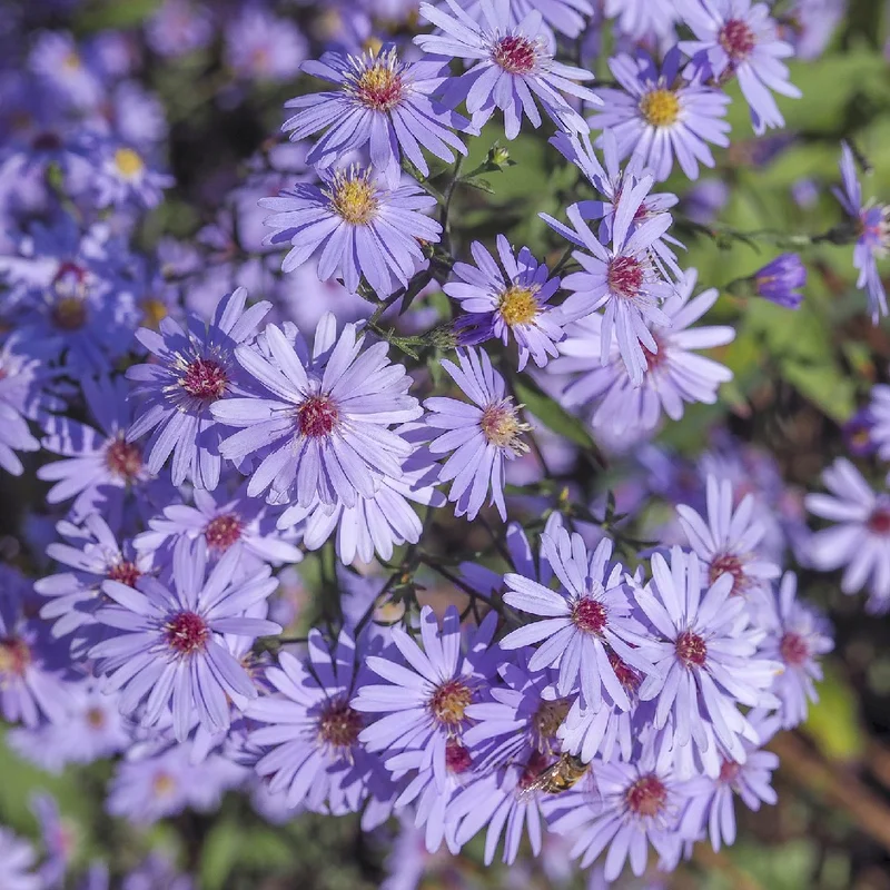 Aster: Price, Meaning, and the Flowers Themselves